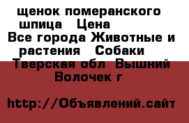 щенок померанского  шпица › Цена ­ 50 000 - Все города Животные и растения » Собаки   . Тверская обл.,Вышний Волочек г.